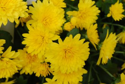 GroLink Plant Co.: Belgian Mum® Chrysanthemum Matador Yellow 