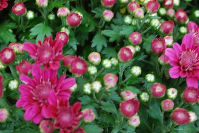 Chrysanthemum Belgian Mum® 'Mefisto Purple'