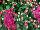 GroLink Plant Co.: Chrysanthemum  'Mefisto Purple' 