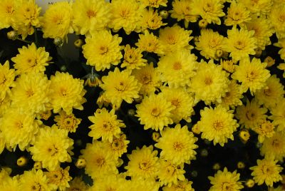 Chrysanthemum Belgian Mum® 'Padre Yellow'