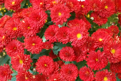 Belgian Mum® Chrysanthemum Pobo Red 