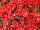 GroLink Plant Co.: Chrysanthemum  'Pobo Red' 