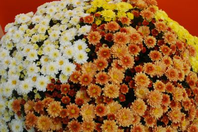 GroLink Plant Co.: Belgian Mum® Chrysanthemum Staviski Mix 