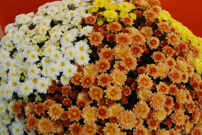 Belgian Mum® Chrysanthemum Staviski Mix 