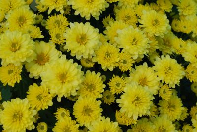 GroLink Plant Co.: Belgian Mum® Chrysanthemum Staviski Yellow 