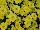 GroLink Plant Co.: Chrysanthemum  'Staviski Yellow' 