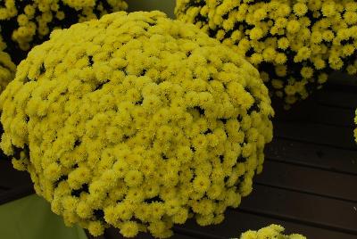 Chrysanthemum Jasoda 'Yellow'