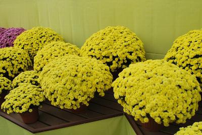 Chrysanthemum Jasoda 'Yellow'