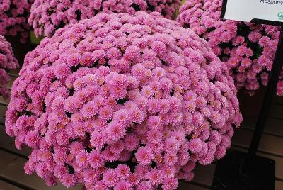 Chrysanthemum Jasoda 'Purple'