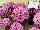 GroLink Plant Co.: Chrysanthemum  'Purple' 