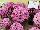 GroLink Plant Co.: Chrysanthemum  'Purple' 