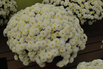 Chrysanthemum Jasoda 'White'