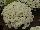 GroLink Plant Co.: Chrysanthemum  'White' 