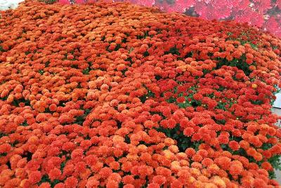 Jasoda Chrysanthemum Red 