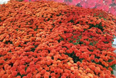 Chrysanthemum Jasoda 'Red'