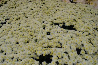 Chrysanthemum Jasoda 'White'