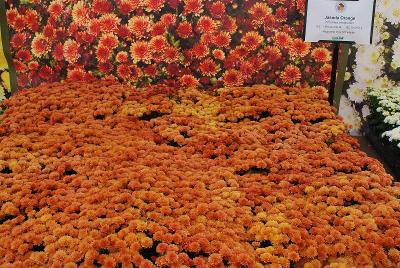 Jasoda Chrysanthemum Orange