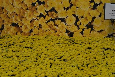 Chrysanthemum Jasoda 'Yellow'