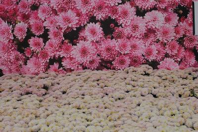 Chrysanthemum Jasoda 'Pink'