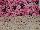 GroLink Plant Co.: Chrysanthemum  'Pink' 