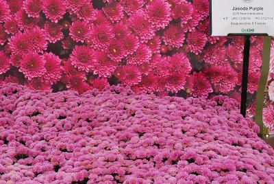 Chrysanthemum Jasoda 'Purple'