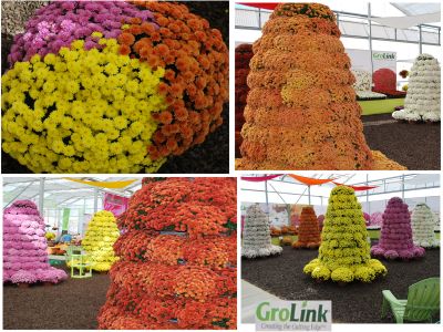 The Jasoda Family of Belgian Mums® from GroLink