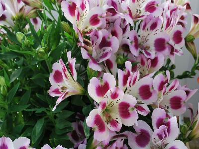 Alstroemeria Inticancha 'Passion'