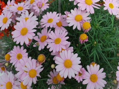 Comet Argyranthemum Pink 