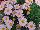Fides, Inc.: Argyranthemum  'Pink' 
