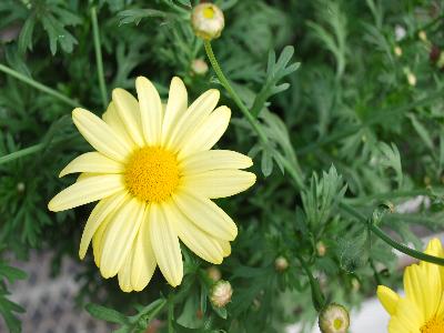 Argyranthemum Flutterby 'Yellow'