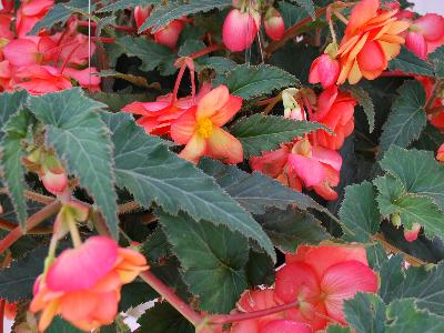 Arcada Begonia Apricot Bicolor 