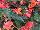 Fides, Inc.: Begonia  'Apricot Bicolor' 