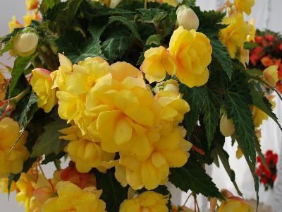 Fides, Inc.: Arcada Begonia Yellow 
