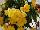 Fides, Inc.: Begonia  'Yellow' 