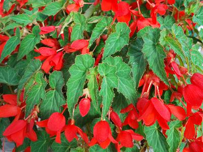 Golden State Bulb Growers: Begonia Carmina Red 
