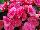 Fides, Inc.: Begonia  'Dusty Rose' 