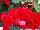 Fides, Inc.: Begonia  'Velvet Red' 