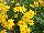 Fides, Inc.: Bidens  'Rapid Yellow' 