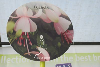 Cultivaris Fuchsia Banner: Featuring beautiful Cultivaris Fuchsia.