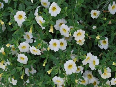 Lindura Calibrachoa White Yellow Heart 