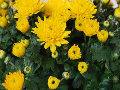 Chrysanthemum Mystic Mums 'Daybreak Dark Yellow'