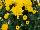 Fides, Inc.: Chrysanthemum  'Daybreak Dark Yellow' 