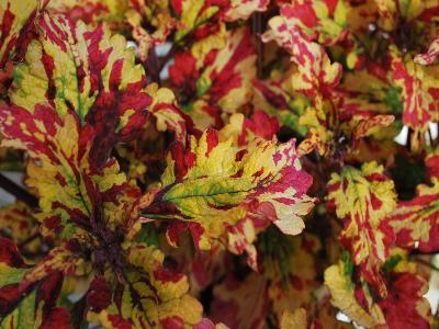 Coleus Stained Glassworks 'Eruption'