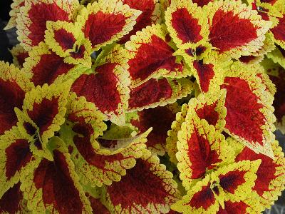 Stained Glassworks Coleus Raspberry Tart 