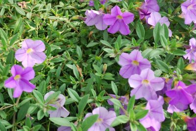 Fides, Inc.: Calibrachoa Light Blue Light Blue Lindura