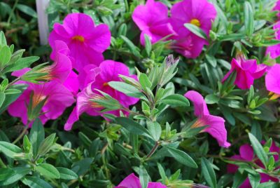 Fides, Inc.: Calibrachoa Pink Pink Lindura