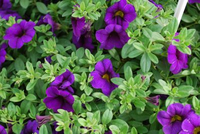 Fides, Inc.: Calibrachoa Purple Purple Lindura