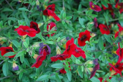 Fides, Inc.: Calibrachoa Red Red Lindura