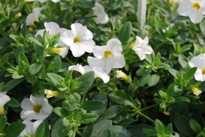 Fides, Inc.: Calibrachoa White White Lindura