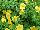 Fides, Inc.: Calibrachoa  'Yellow' 